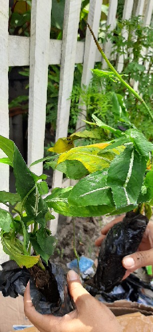 Tanaman Hias Syngonium Rayi