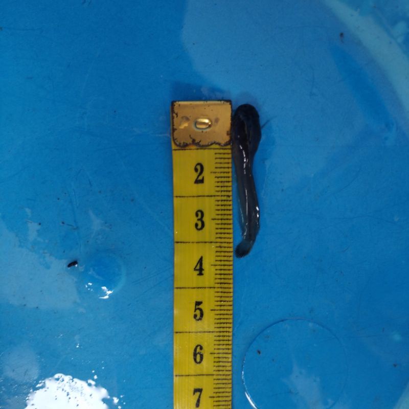 Bibit ikan lele size 2-3 cm