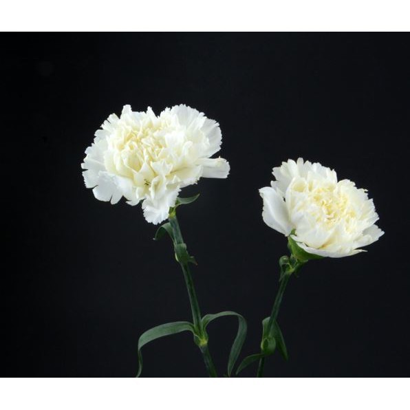 SMYCKA Bunga tiruan, anyelir, putih