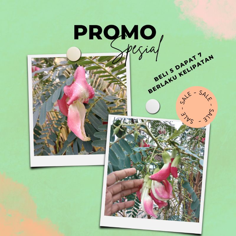 Benih bunga turi merah kembang turi merah - bibit benih biji