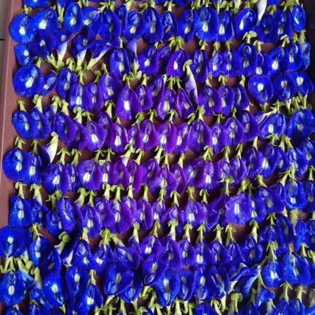 Bunga telang kering 10 gr | Shopee Indonesia