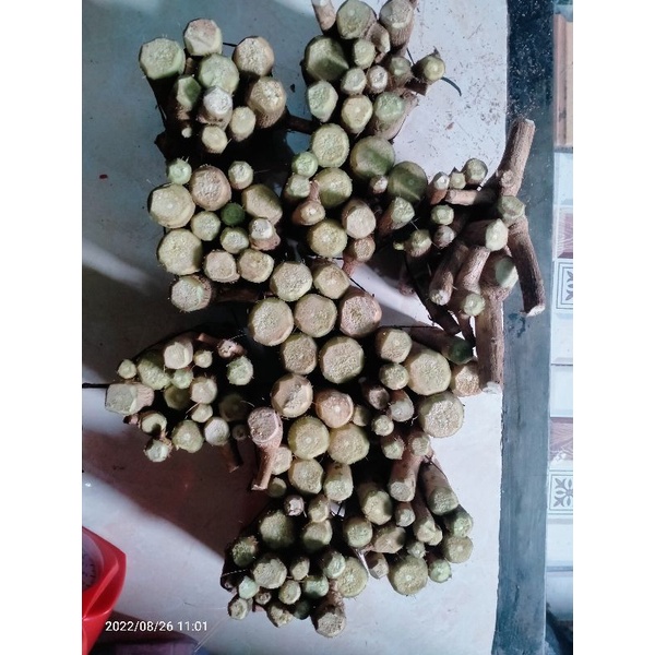 bahan bonsai stek sancang
