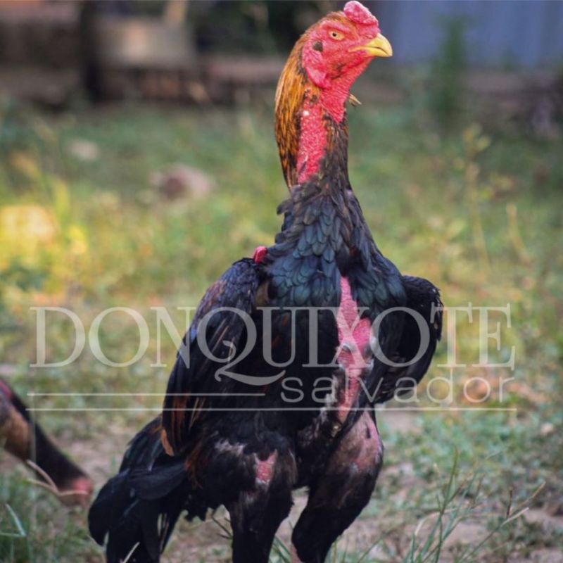 telur ayam shamo japan