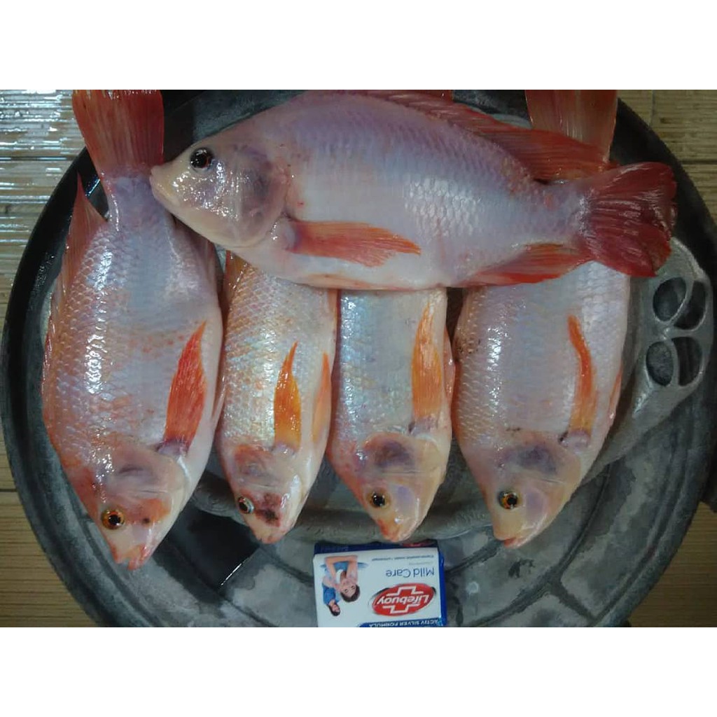 

IKAN NILA MERAH / IKAN SEGAR / IKAN NILA FRESH