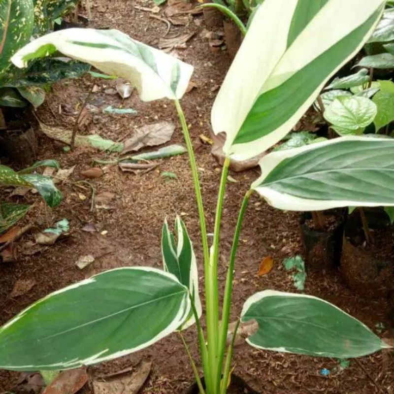 Tanaman Hias pisang varigata,pisang Pisangan heliconia varigata