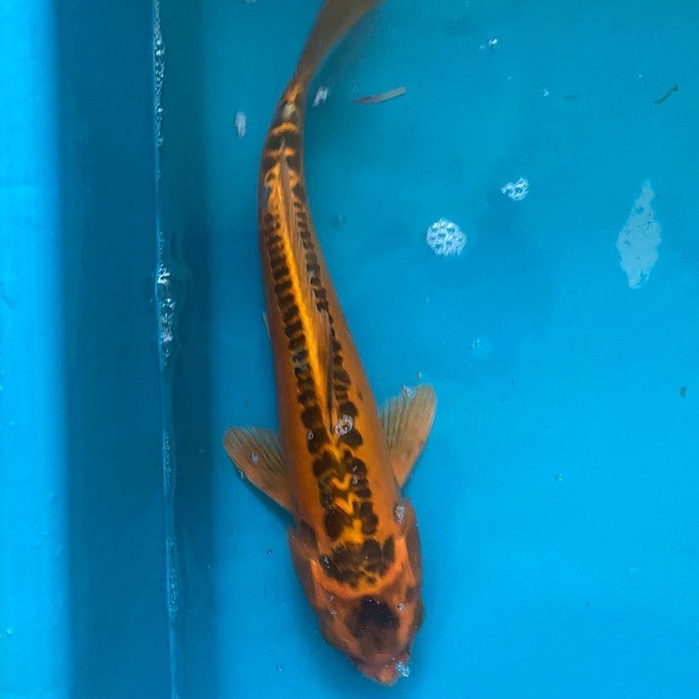 IKAN KOI KIKO Blitar 41-45cm Grade A+