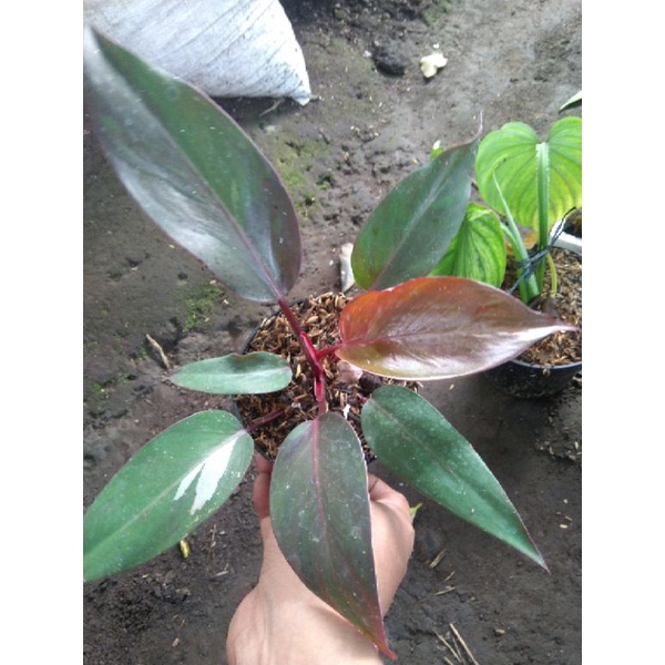 philodendron anderson