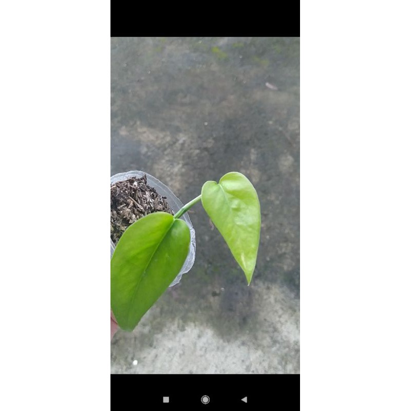 Epipremnum Pinnatum Yellow var