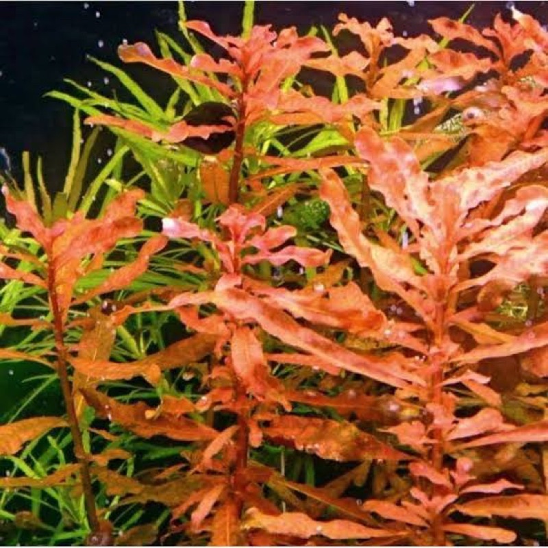 Ludwigia inclinata brown ( tanaman aquascape )