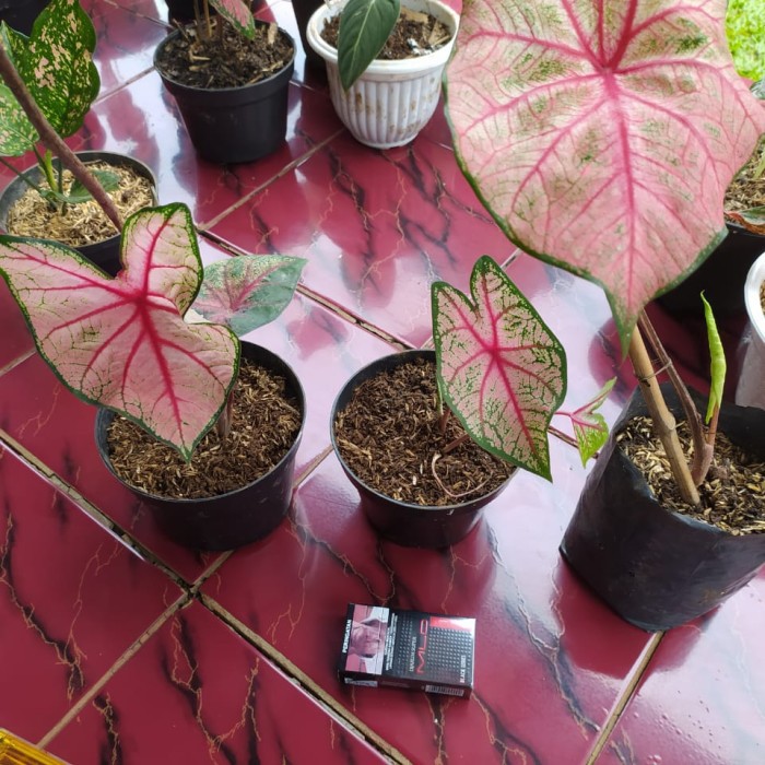 Tanaman Hias Keladi White Queen - Caladium White Queen BERGARANSI