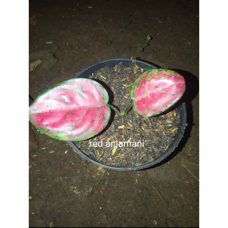 anakan aglonema red anjamani tanaman aglonema