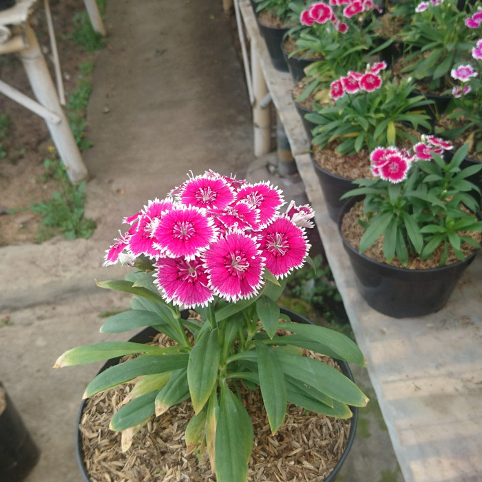 tanaman hias anyelir