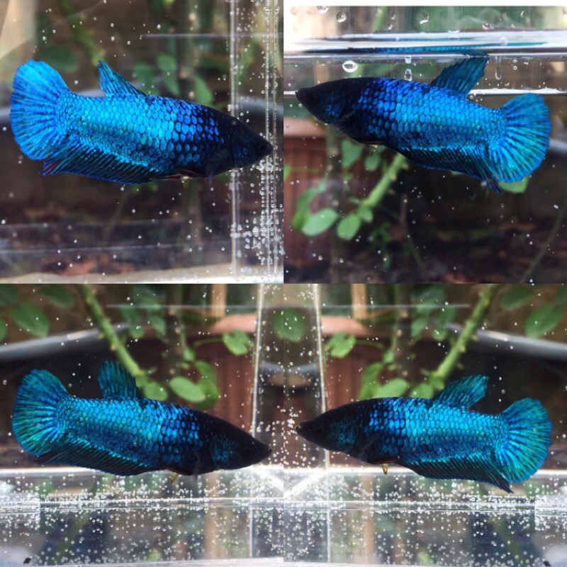 ikan cupang betina avatar green metalik 07 (top grade)