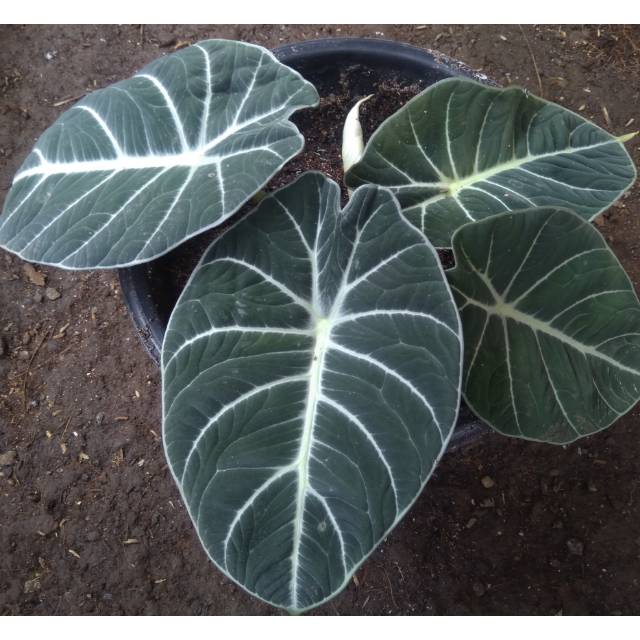 TERMURAH ALOCASIA BLACK VELVET/BIBIT/ANAKAN