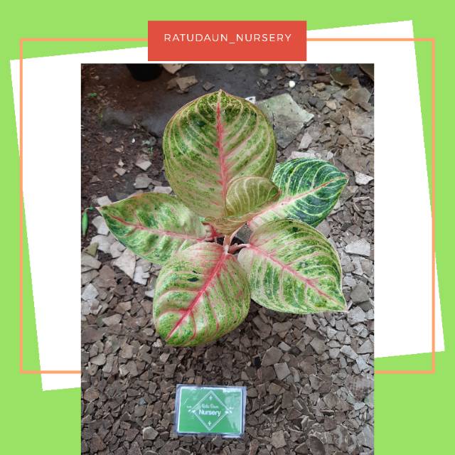 MOONLIGHT BESAR  (AGLONEMA/AGLAONEMA) TANAMAN HIAS SRI REJEKI IMPORT