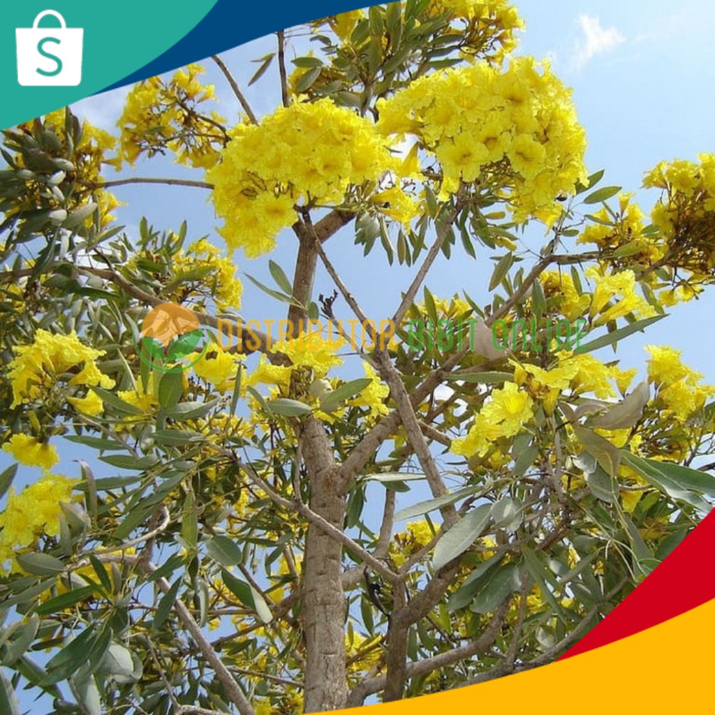 Bibit sakura tabebuya kuning bibit okulasi majalengka