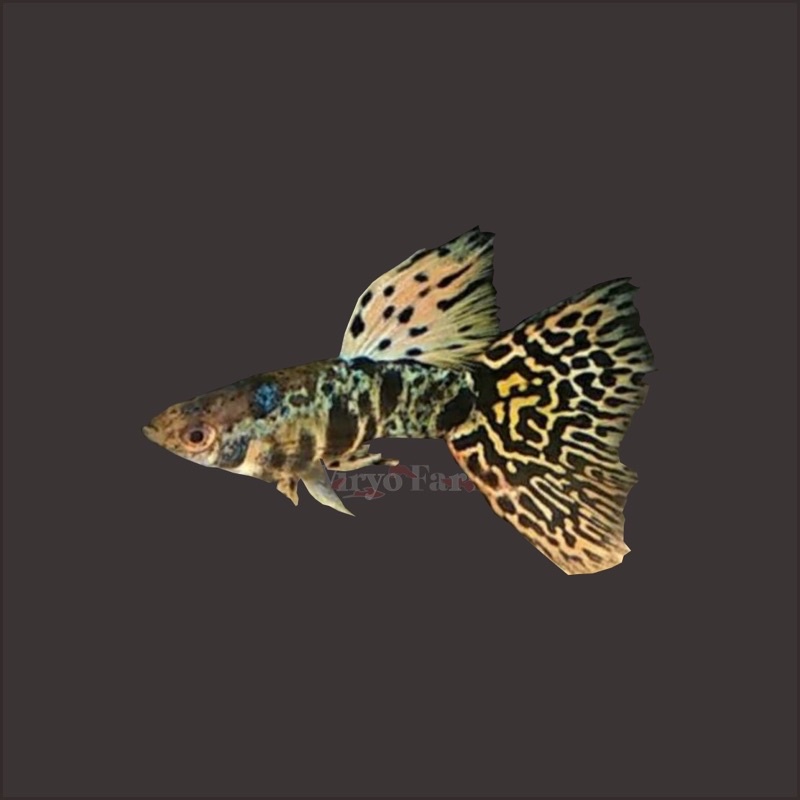 Ikan Guppy Yellow Tiger King Cobra (YTKC)