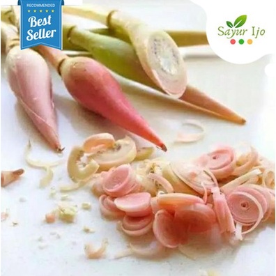 

Kecombrang / Bunga Rias -/+ 250 Gram Fresh Kencong Sayur Kincung Segar