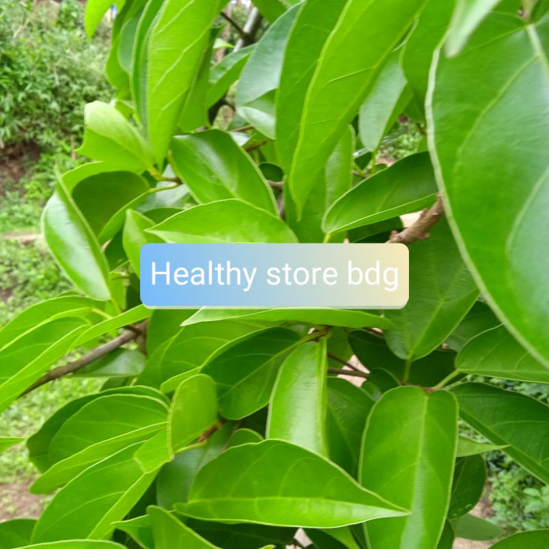 

Daun cincau segar petik langsung 1 kg