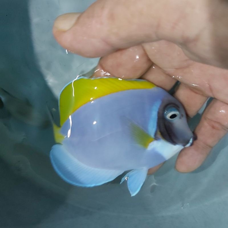 Ikan Hias Air Laut Botana Biru