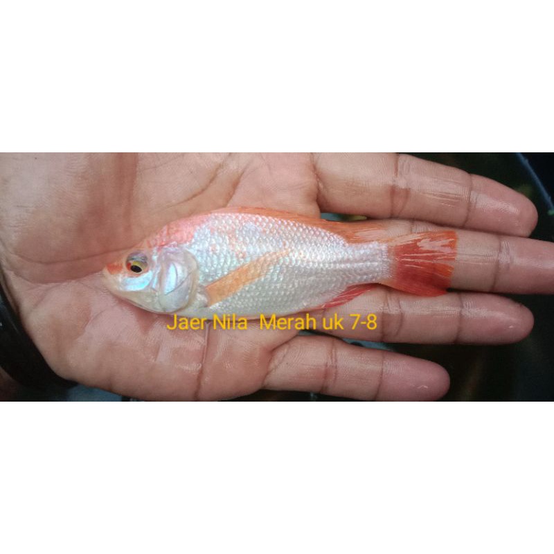 bibit mujair nila uk7-8cm