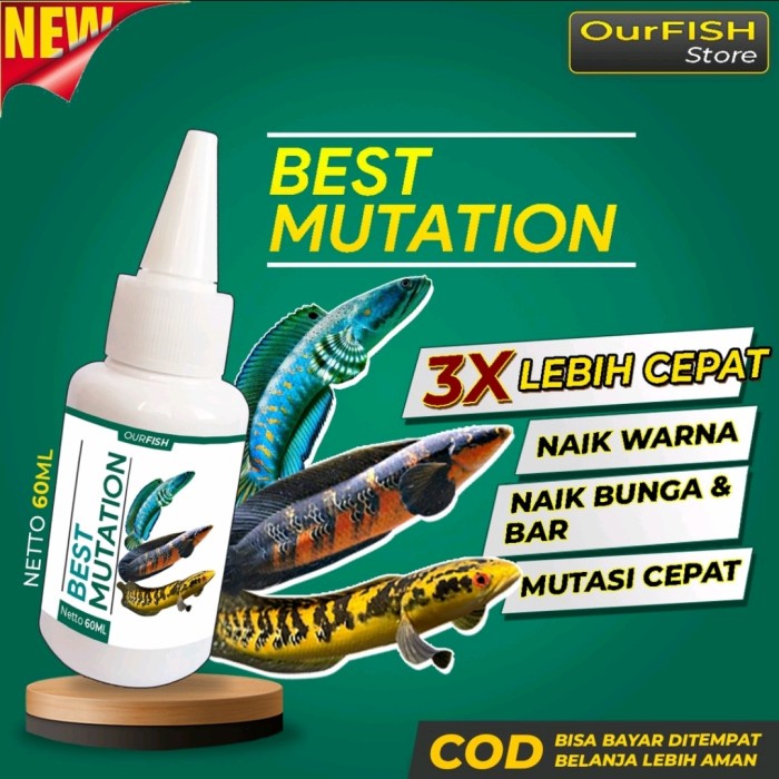 Best Mutation - Obat dan Vitamin Mutasi Ikan Channa Maru