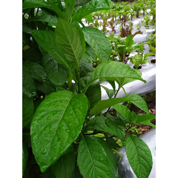 

daun sambung nyawa /daun dewa/daun afrika 100%organik herbal