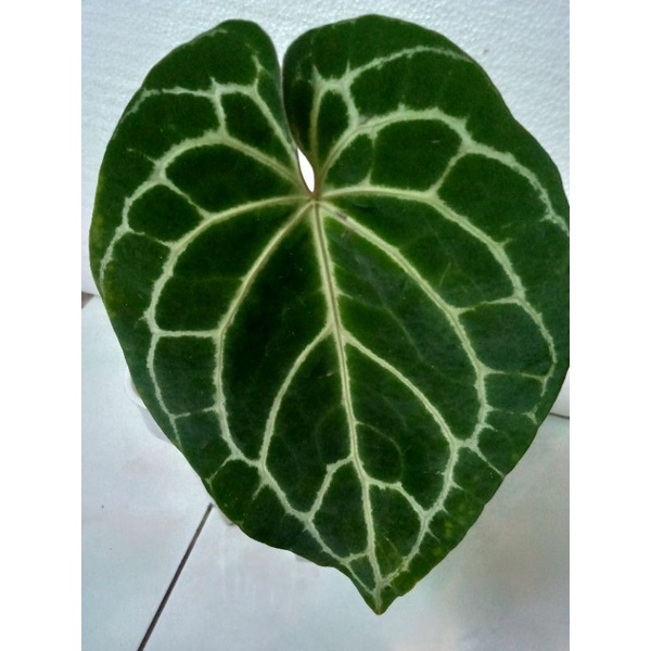 Tanaman Hias Anthurium Kuping Gajah RED CRISTALINUM