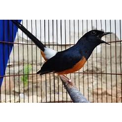 MURAI BATU MH NON KEMBUNG