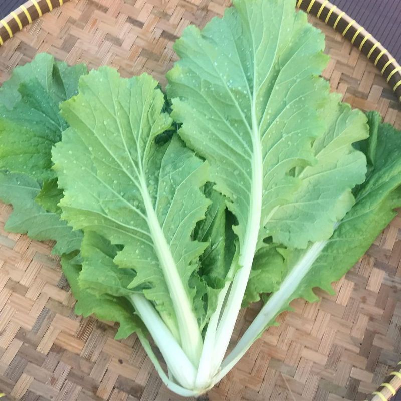 

Organik Premium Sawi Samhong 3 pak