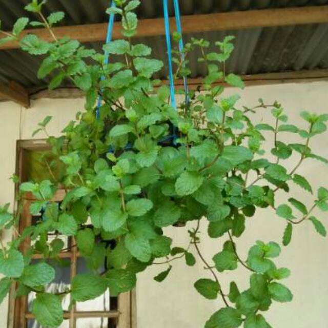 

Daun mint/ bibit mint / menta