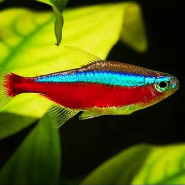 Ikan hias neon cardinal