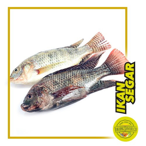 

Ikan Mujair Segar - 500 gr