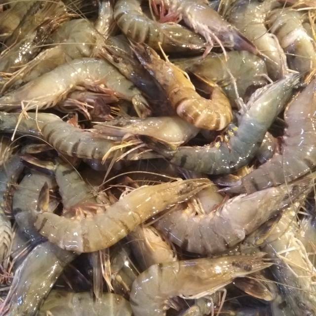 Jual Udang Windu Segar Min 1kg Shopee Indonesia