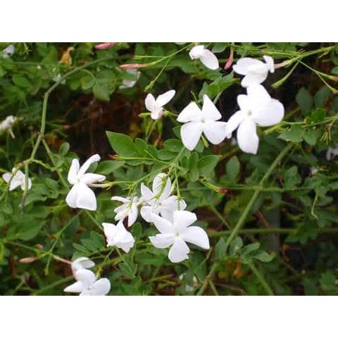 Bunga Jadi Bibit Melati Gambir Bukan Benih Harga Termurah