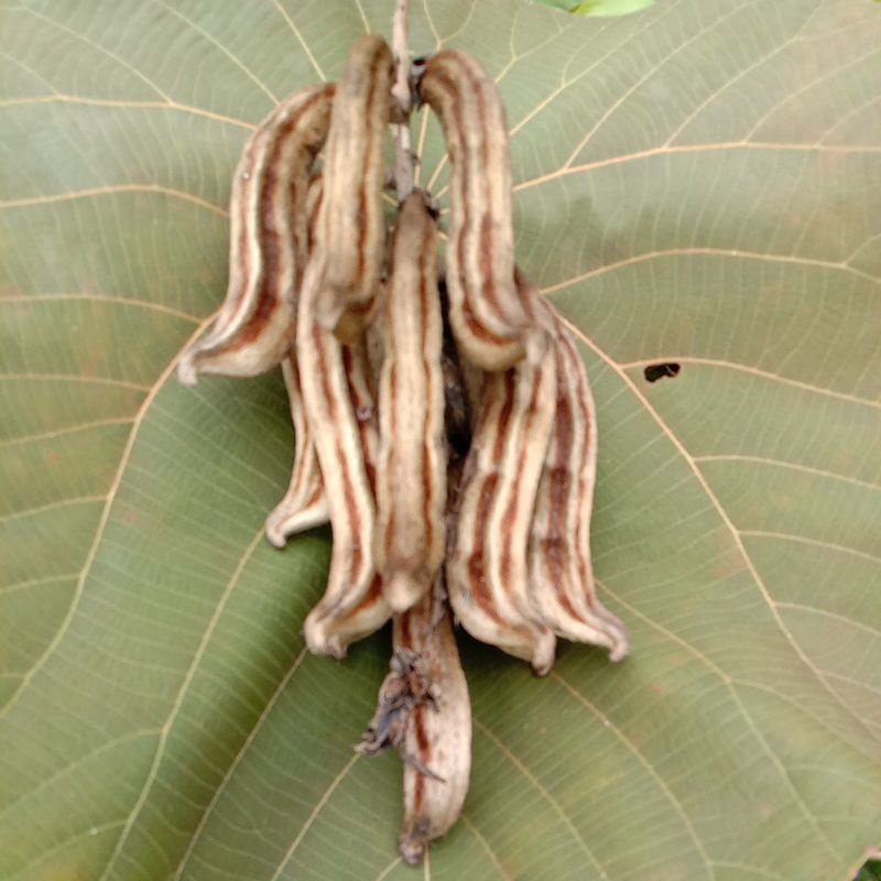 kara rawe / kara gatal / mucuna pruriens (dengan kulit dan tangkai) 200 gram