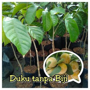 bibit duku tanpa biji