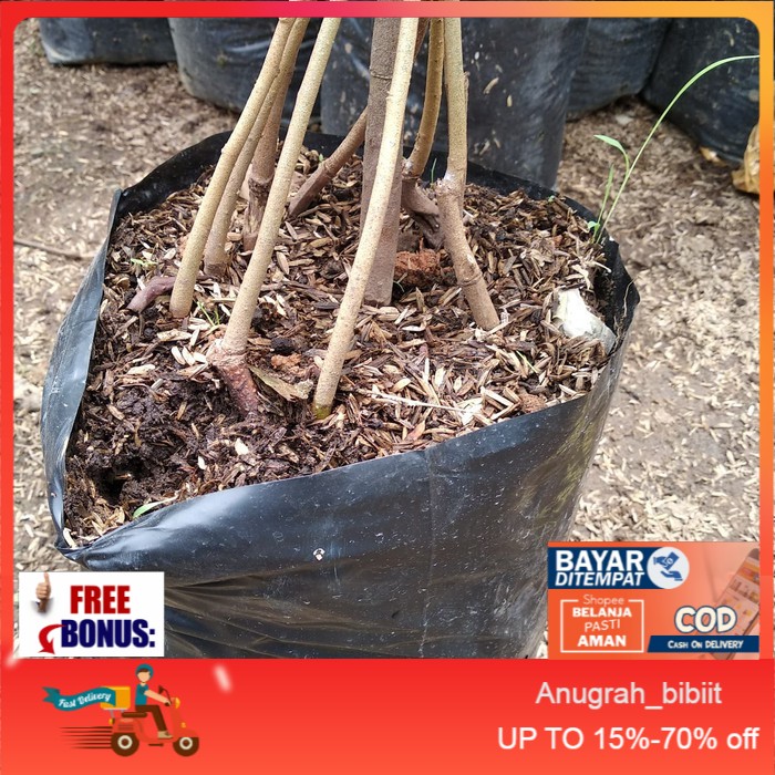 bibit buah durian musangking kaki 10