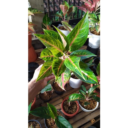 Aglaonema Red Panama