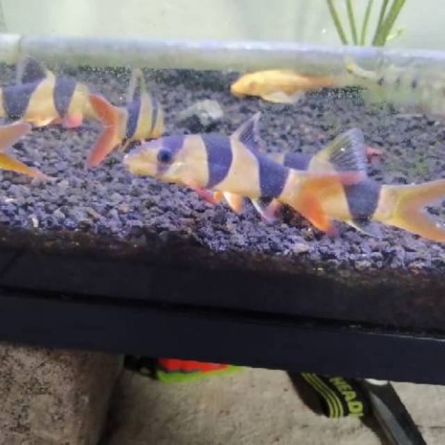 

Ikan Botia