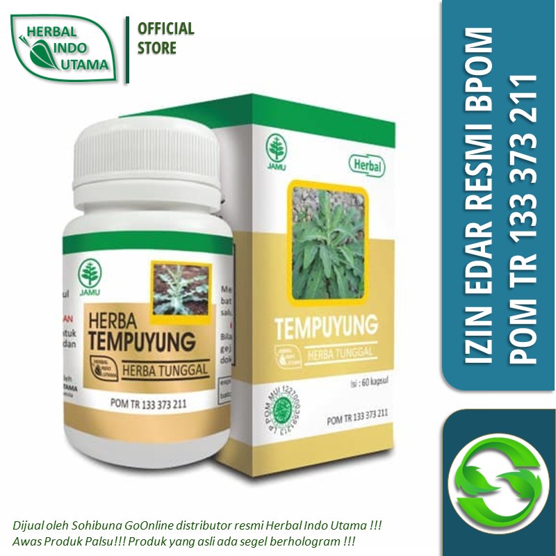 HIU-Tempuyung, Obat Herbal Saluran Kencing, Batu Ginjal, Batu Empedu