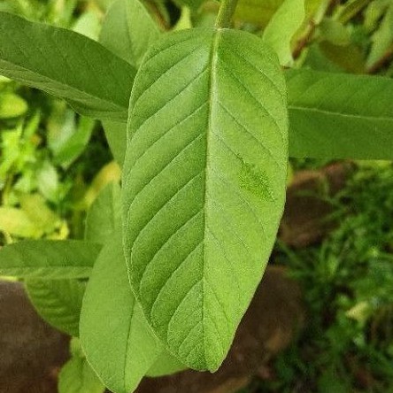 

Daun jambu biji fresh langsung di petik