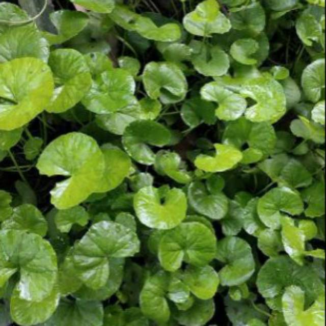 

Daun pegagan/antanansegar