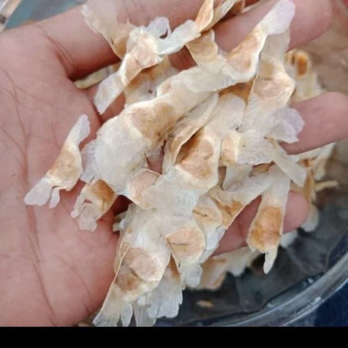 PROMO Benih biji tabebuya pink,kuning,ungu - bibit tabebuya