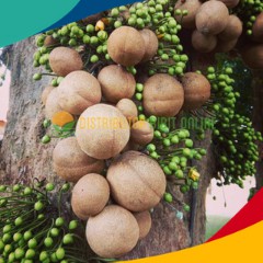 Bibit Tanaman Kepel bibit okulasi majalengka