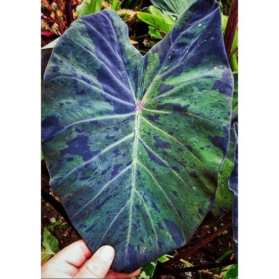 Colocasia Black Marble