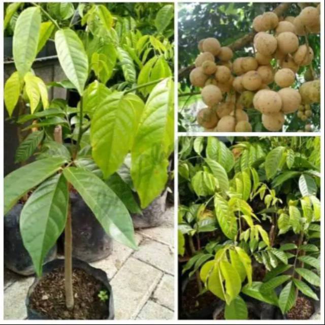 Bibit duku Palembang