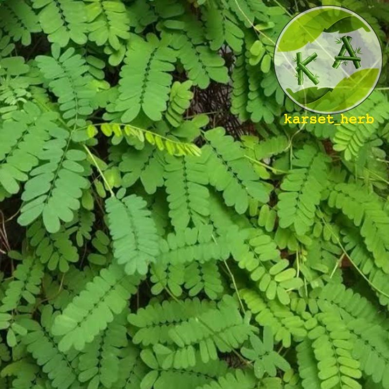 

Daun saga segar | 1 kilo gram Daun sogo/saga rambat | herbal sariawan sakit tenggorokan amandel