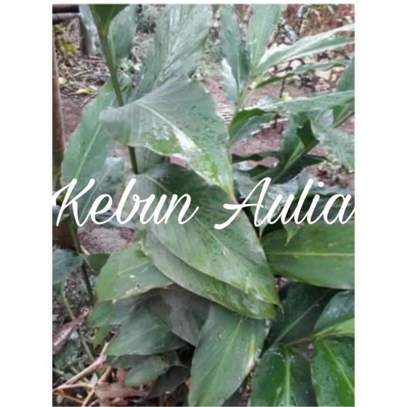 

Daun Kapulaga Segar 250gram