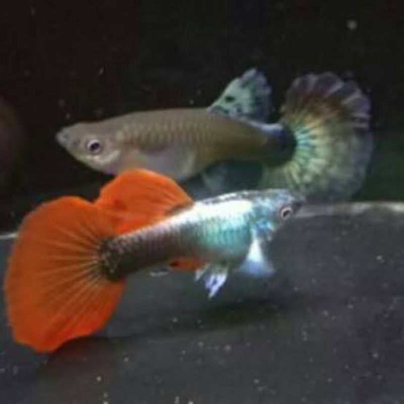 ikan Guppy platinum red tail big ear